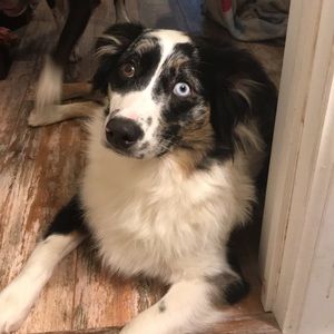 Meet your Posher, Trevor